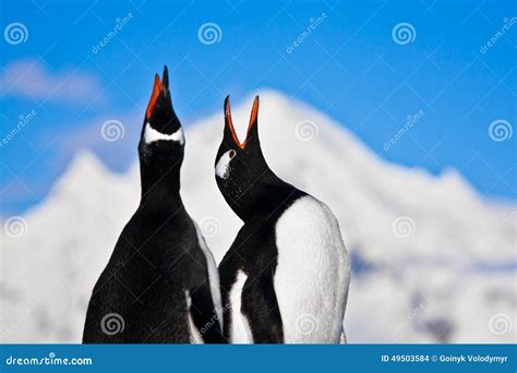 Penguins Singing Stock Photo Image Of Scenics Pole 49503584