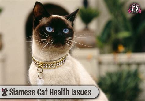 Siamese Cat Health Issues Sweetie Kitty 2018