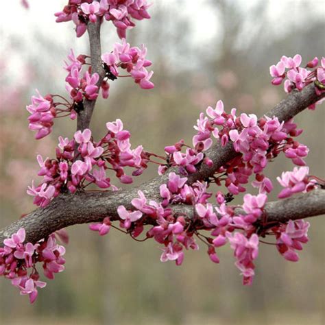 Forest Pansy Redbud — Affordable Trees