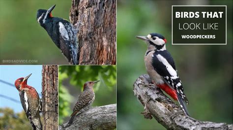 10 Birds That Look Like Woodpeckers Downy Woodpecker