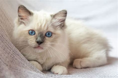 Cutest Cat Breeds In The World