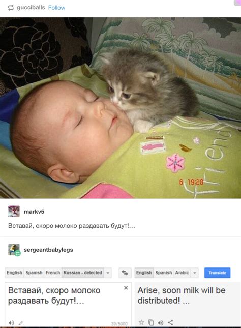 Arise Human Russian Cat Translations Tumblr Funny Cute Funny
