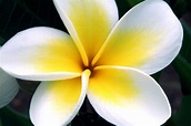 Free photo: flower - Beautiful, Garden, Spring - Free Download - Jooinn