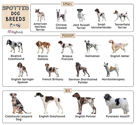 List Of Spotted Dog Breeds With Pictures
