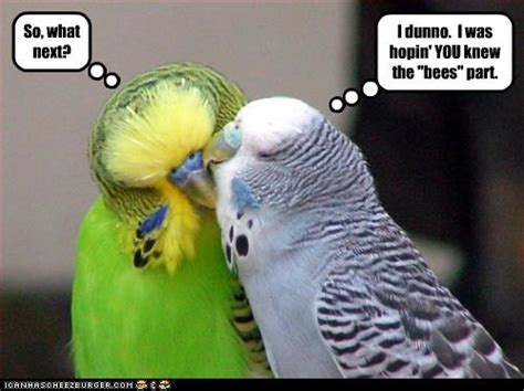 Funny Quotes About Birds Quotesgram