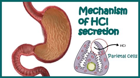 Gastric Hcl Secretion Molecular Mechanism And Regulation How Is Hcl