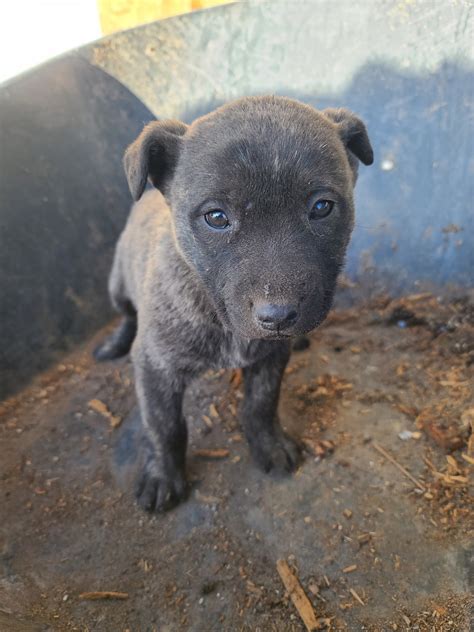 However, free gsd, german shepherd dogs and puppies are a rarity as rescues usually charge a small adoption fee to cover their expenses (usually less than $200). German Shepherd Puppies For Sale | Yreka, CA #346601