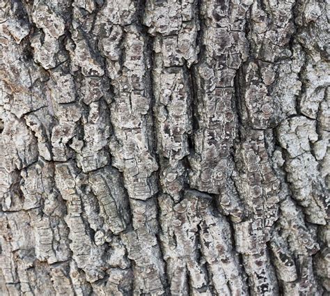 Old Tree Bark Texture Stock Image Colourbox