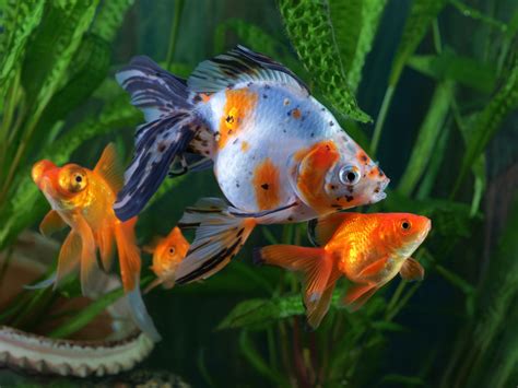 Marvelously Interesting Facts About Goldfish