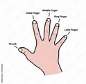 Fingers Names of Human Body Parts, a hand drawn vector cartoon ...