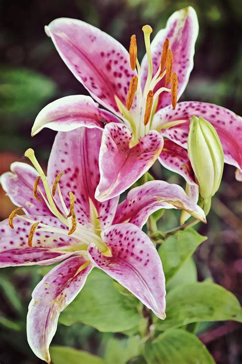 Full Blooming Pink Stargazer Lilies Photograph By Gaby Ethington Fine