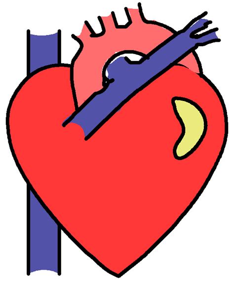 Human Heart Clipart Png 20 Free Cliparts Download Images On