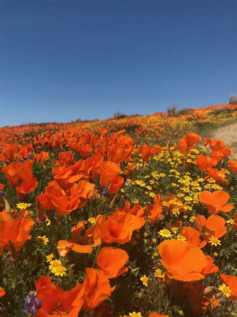 California poppies super bloom. Lancaster, CA | California poppy, California gold, California