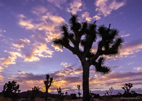 Joshua Tree Sunrise Silhouette • James Kaiser Photography