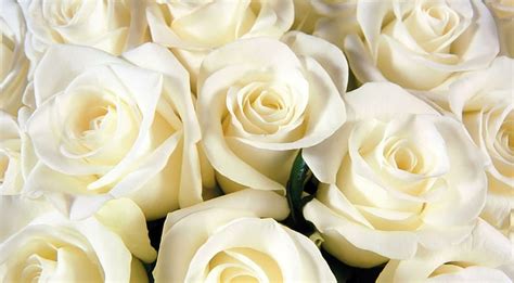 Hd Wallpaper Pure White Roses Tenderness Soft Petals Bouquet