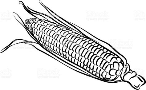 Corn Cob Drawing At Explore Collection Of Corn Cob