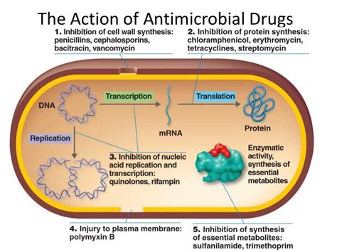 Pharmacology Of Antibiotics