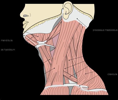 Neck Muscle Diagram Front Neck Muscles Anatomy Drawing Images