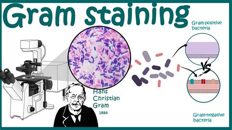 Gram Staining Gram Staining Protocol Bacterial Staining Technique
