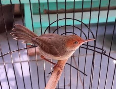 7 Jenis Prenjak Yang Paling Bagus Untuk Masteran Burung Kontes