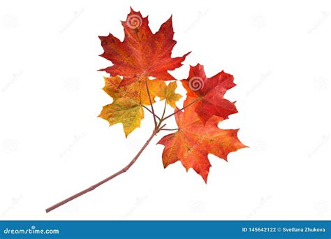 Canada Maple Tree Red Autumn Branch Isolated On White Stock Photo