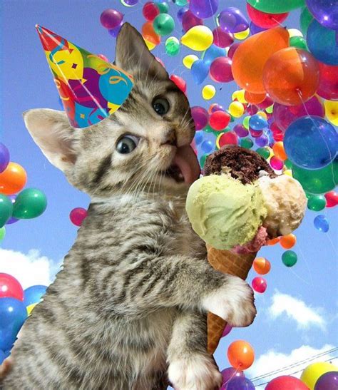 Best 25 Cat Happy Birthday Meme Ideas On Pinterest Cat Birthday