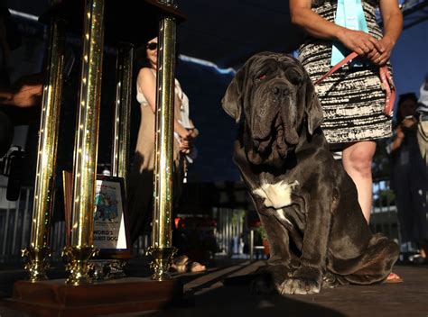 Cruel Fate Martha 125 Pound Neapolitan Mastiff Crowned Worlds