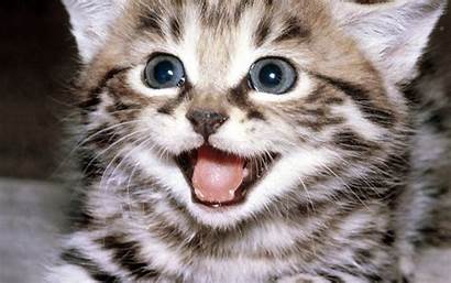 Cat Kitten Cats Kittens Desktop Backgrounds Wallpapers