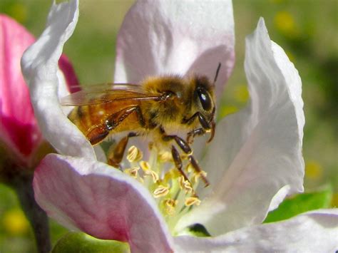 New French Study On Neonics Apple Crop Issues Syngenta Takeover