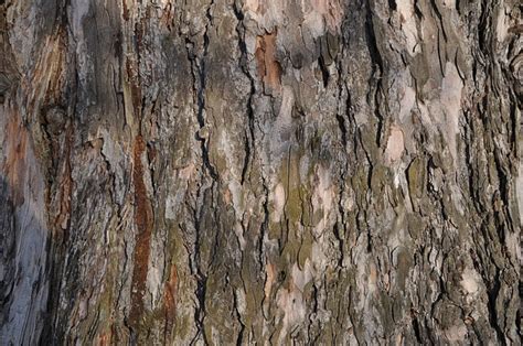 Bark Tree Trunk Of Free Photo On Pixabay Pixabay