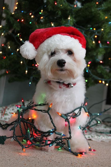 Dog Wrapped In Christmas Lights With Santa Hat ~ Ʀεƥɪииεð╭ ⊰