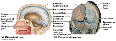 Dural Septa And Dural Venous Sinuses A Dural Septa Are Partitioning