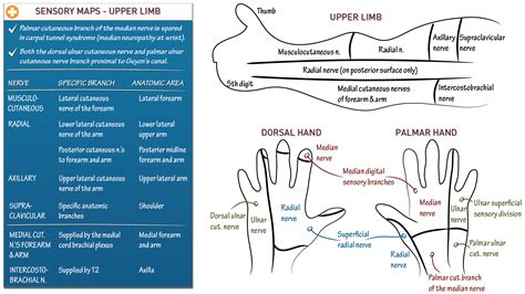 Gross Anatomy Upper Extremity Sensory Maps Draw It To Know It Erofound