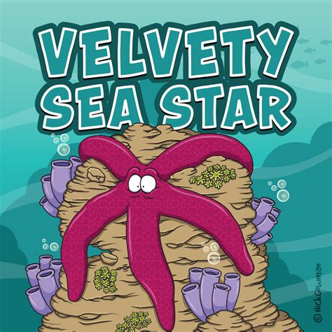 V Is For Velvety Sea Star Starfish Seastar Star