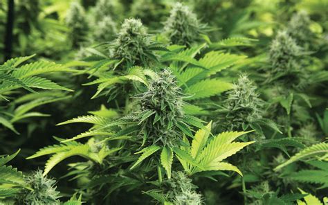 There are a lot of pitfalls you can fall into when picking a light timer. From Seed to Smoke: 10 Basic Tips for Growing Your Own at ...