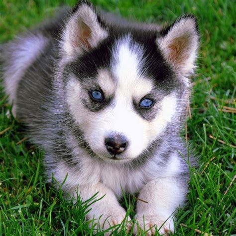Free Download Baby Wolf Puppy Wallpapers Wolf Background Images