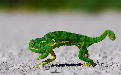 Green Chameleon Animals Lizards Chameleons Ground Hd Wallpaper