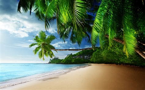Beach Sand Palm Trees Wallpapers Hd Desktop And Mobile