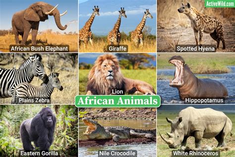 Animals Around The World Discover Species From Every Continent