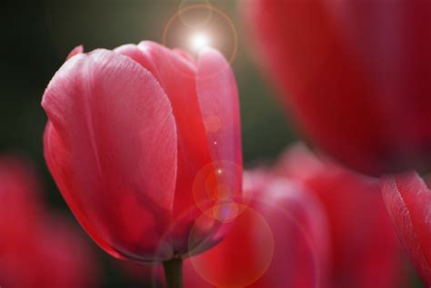 Fotos Gratis Flor Pétalo Tulipán Primavera Rojo Rosado Flores