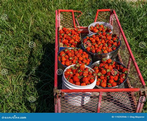 Bucket And Bowls Of Freshly Picked Red Strawberries In Steel Garden