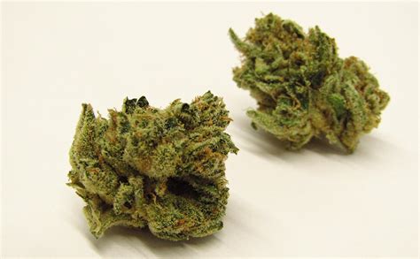 Super Sour Lemon Why Colorado Tokers Love This Strain Westword