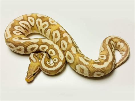 Coral Glow Pastel Phantom Morph List World Of Ball Pythons