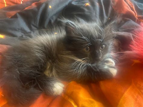 Cutest Maine Coon Balinese Baby Loves Cuddles Cats And Kittens For