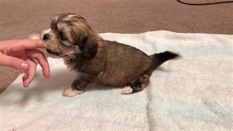 If you are looking to adopt or buy a shih tzu take a look here! 5 weeks old Maltese Poodle Shih Tzu mix puppies - YouTube
