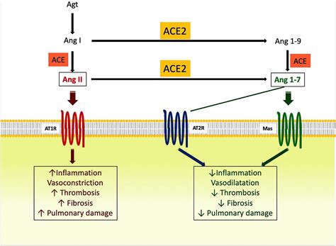 Angiotensin Ii Receptors Impact For Covid‐19 Severity Aksoy 2020