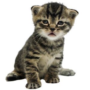 8 weeks old and litter trained. Newborn Kitten Progression & Cat Age Chart with Pictures ...