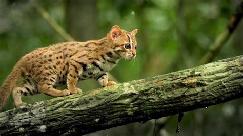 The Smallest Cat In The World Footage Of Rare Animal Bengal Cats