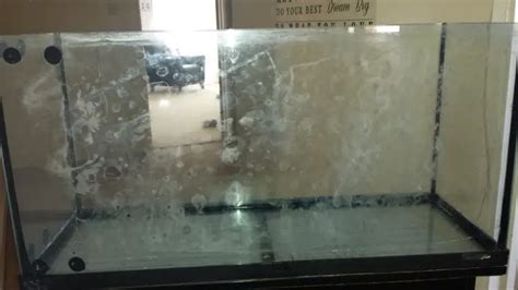 How To Remove Haze From Glass Aquarium Aquariumia