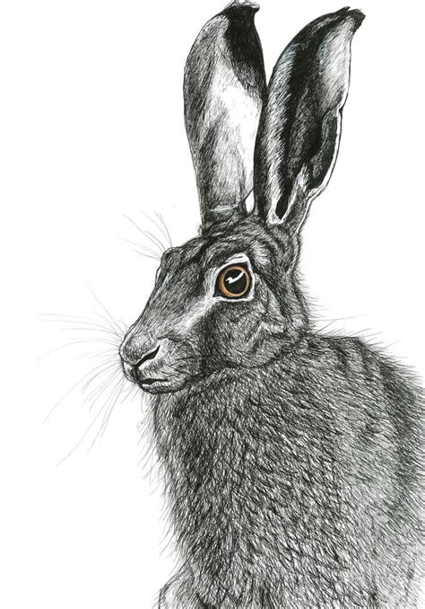 The Hare Pen Drawing By Thelittlewren On Deviantart